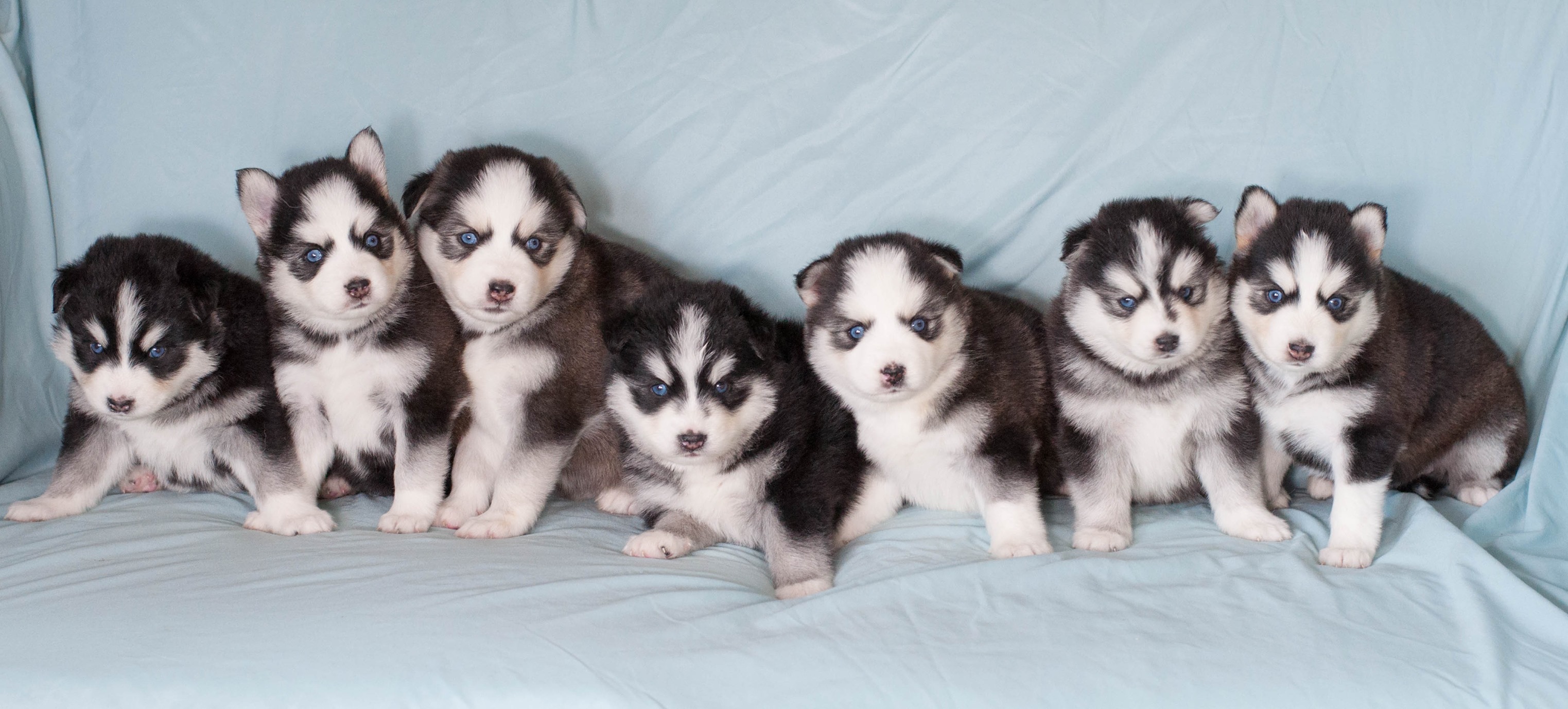 how much is a pomsky for sale